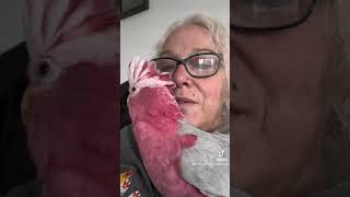 Parrot freaks out over fly 😂 funny [upl. by Macdonald490]