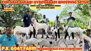 Hyderabadi A1 Quality At PK Goat Farm  patirahouse ahmedabad patiragoats hyderabadgoat goat [upl. by Ecneret]