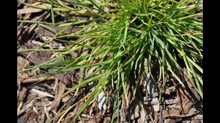 Weed Control For Planter Beds  Pre amp Postemergent Herbicides [upl. by Jeanna167]