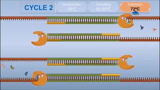 Polymerase Chain Reaction PCR [upl. by Yma5]