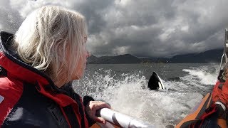 Vancouver Island  Whalewatching 4k [upl. by Adnelg]