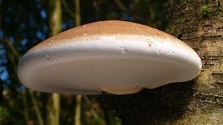 The Magical Birch Polypore [upl. by Edialeda]