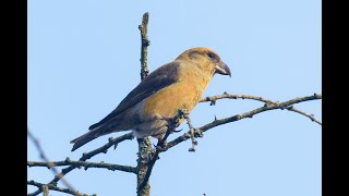 Common Crossbill Lynford Arboretum Norfolk 1124 [upl. by Mcgean473]