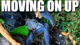 Haplopelma lividum The Cobalt Blue Tarantula rehousing [upl. by Iralam]