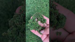 Azolla Farming in Nepal 🇳🇵 azolla farming shorts viralvideo [upl. by Adna]