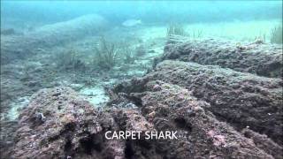 A SHARK UNDER BUSSELTON JETTY [upl. by Eudo720]