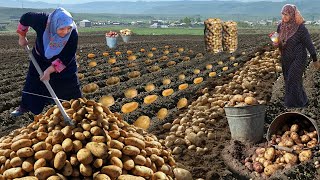 Peasant Women Growing Potatoes from Planting to Harvest in the Village [upl. by Vally]