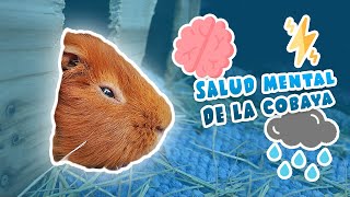 🧠 ESTRÉS ANSIEDAD y DEPRESIÓN en COBAYAS  CUYOS  CUYES 🐹 Salud mental y su importancia [upl. by Chessa]