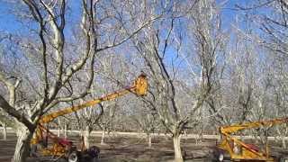 Walnuts  Pruning the Trees [upl. by Eniluqcaj]