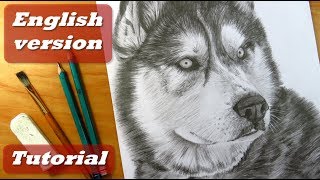 How to draw a dog  How to draw fur  Siberian Husky [upl. by Tegan]