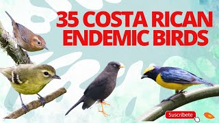 35 Costa Rican Birds Sounds 🎵 Endemic 🐤🐦🦜 [upl. by Deaner157]