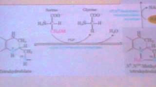 Protein metabolism 7 Creatine  amino acid 1 glycineampalanine [upl. by Brause98]