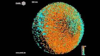 Digital zebrafish embryo [upl. by Eves]