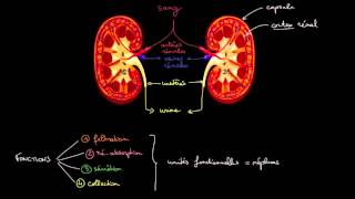 Anatomie et fonctions des reins [upl. by Einahpet]