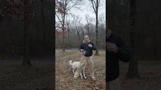 livestock guardian dogs for chickens livestockguardiandogs farmlife farming ranching farmdogs [upl. by Rosenblatt58]