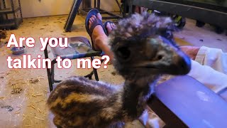 What in the World are those Baby Emus Doing [upl. by Wolfson]