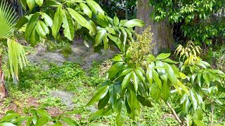 Growing Lychee Trees In Florida [upl. by Rollin863]