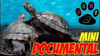 TORTUGAS DE OREJAS ROJAS  Mini Documental en Español [upl. by Yrahk821]