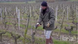 Taille manuelle de la vigne avec un sécateur électrique [upl. by Vassar76]