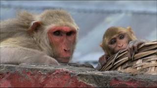 Wildest India 1 of 5 Thar Desert Sacred Sands [upl. by Jenette332]