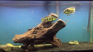 Hemichromis Elongatus fry update 08242016 [upl. by Irrab]