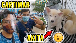 CARTIMAR PET SHOP DOG PRICE LIST AKITA amp POCKET BULLY CARTIMAR PET CENTER DOG SHOP UPDATE 2021 [upl. by Retepnhoj]