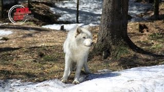 Le loup dans les Vosges [upl. by Mauretta]