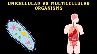 DIFFERENCE BETWEEN UNICELLULAR AND MULTICELLULAR ORGANISM science [upl. by Notgnirra731]