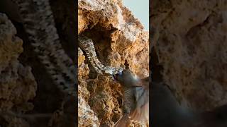 snake attack jeetaswalvlogs birdslover wildanimals youtubeshorts shorts ytshorts [upl. by Granese]