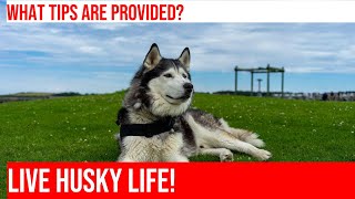 How to Manage Energy Levels of a Senior Siberian Husky [upl. by Magdala279]