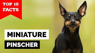 Miniature Pinscher  Top 10 Facts [upl. by Gearalt]