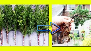 Step by Step Juniper Cutting Propagation 100 Success उगाएं जुनिपर कटिंग Be The Creator Mar18 [upl. by Johnstone]