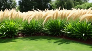 Growing and Caring for Pampas Grass 10 Steps from Planting to Winter Pruning [upl. by Aerdnaed65]