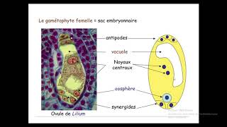 Biologies végétales s2 cormophytes la double fécondation chez angiospermes [upl. by Ynobe913]