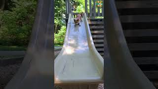 Corgi Masters How to Play the Slide Game ThePrincessCorgi  Cute amp Funny Puppy Dog [upl. by Rosenfeld]