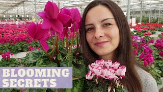 How to Grow CYCLAMEN INDOORS  How To Make Cyclamen Bloom for Many Months [upl. by Aicenat]