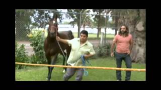 El Domador De Caballos · Allens Cash [upl. by Yonit]