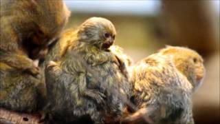 23 day old pygmy marmoset twin Apenheul [upl. by Carbone]