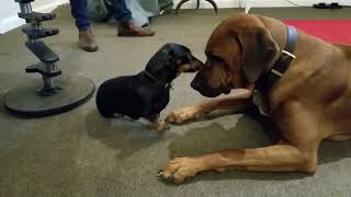 Rhodesian Ridgeback vs Miniature Dachshund Ridgeback special move [upl. by Agueda]