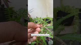 propagating dying fittonia  Plants propagation  GREENLOVER 🌿 [upl. by Aohsoj]