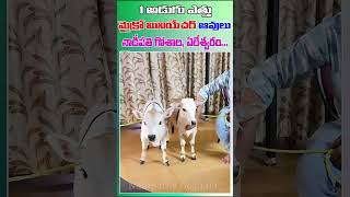 micro Miniature cows cute animals trending farming youtube PunganurCowsGoshala [upl. by Nnuahs]