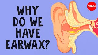 What is earwax — and should you get rid of it  Henry C Ou [upl. by Puklich51]