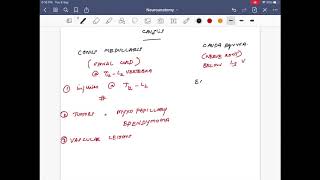 Conus medullaris vs cauda equina syndromes [upl. by Lyssa]