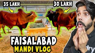 75 LAKH K Janwar 😲 Faisalabad Mandi Vlog [upl. by Holds]