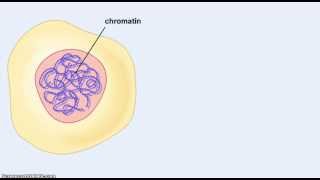 Chromosomes and chromatin [upl. by Corilla]