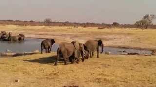 Elephants charge Crocodiles [upl. by Aymer]