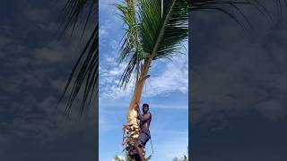 Tree cutting channel  Aravind Kanyakumari 8248851253 [upl. by Hahseram]