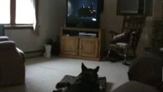 Old Retired Police German Shepherd Dog watching K9 movie [upl. by Rufina]