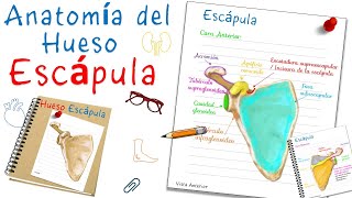 Anatomía de la Escápula u Omóplato  Fácil y didáctica [upl. by Otrebilif]