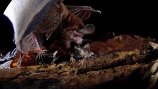 Frogeating Bats Smithsonian Scientist Rachel Page [upl. by Kcirde]